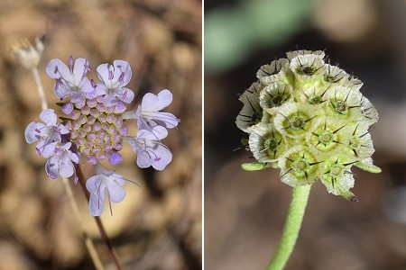 Esparron (Alpes-de-Haute-Provence), 26 août 2018