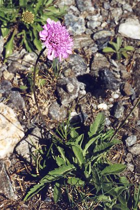 Abriès, lacs Malrif (Hautes-Alpes), 8 juillet 1998