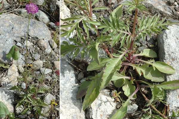 Bessans, vers La Bufffaz (Savoie), 30 juillet 2014