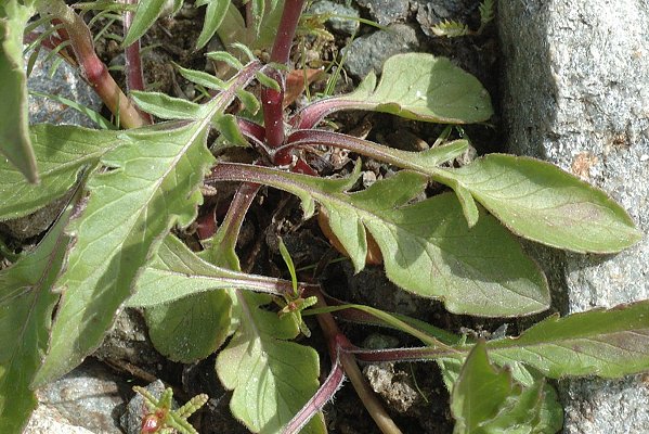 Bessans, vers La Bufffaz (Savoie), 30 juillet 2014