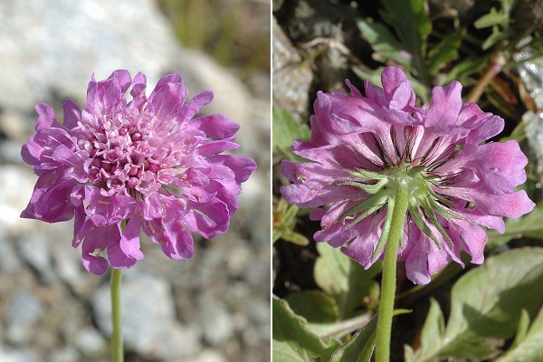 Bessans, vers La Bufffaz (Savoie), 30 juillet 2014