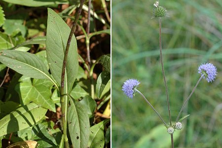 Médières (Doubs), 27 septembre 2005 / Saint-Julien-lès-Montbéliard (Doubs), 31 août 2005