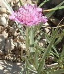 Sacbieuse à feuilles de graminée