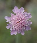 Scabieuse columbaire