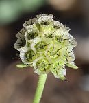 Scabieuse à trois étamines