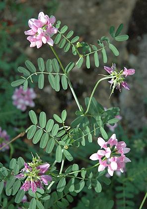 Montenois (Doubs), 3 août 2004