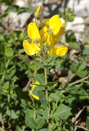 Dentelles de Montmirail (Vaucluse), 22 juin 2010
