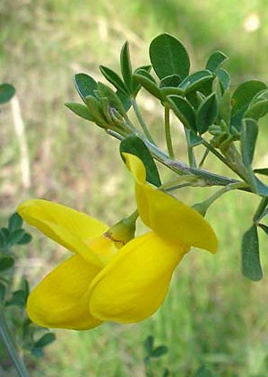 Casenoves (Pyrénées-Orieentales), 14 mars 2005