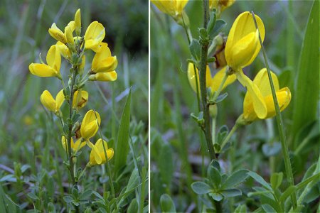 Larmont (Doubs), 18 mai 2003