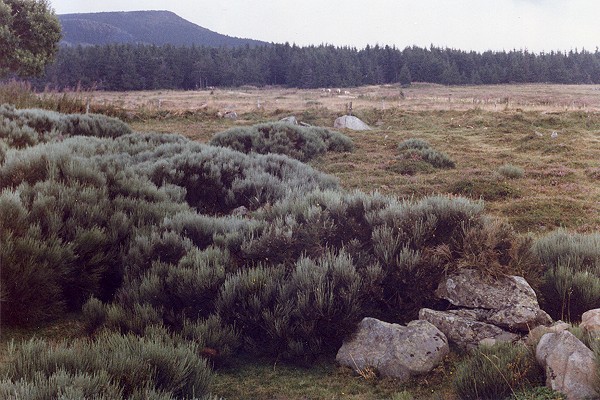 Pied du mont M�zenc (Haute-Loire), 28 ao�t 1990