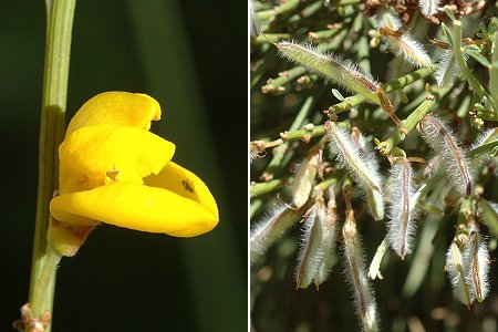 Vers le col de Meyran (Ard�che), 5 juillet 2011