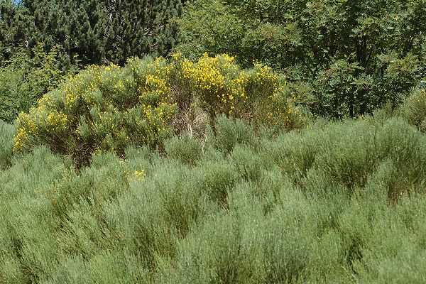 Vers le col de Meyran (Ard�che), 5 juillet 2011