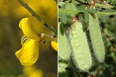 Puy des Goules (Puy-de-Dme), 11 juin 2006 / Montrodeix (Puy-de-Dme), 12 juin 2006