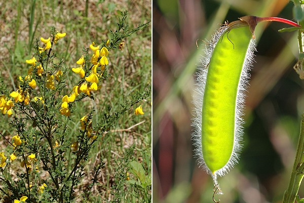 Puy des Goules (Puy-de-D�me), 11 juin 2006 / Montrodeix (Puy-de-D�me), 12 juin 2006