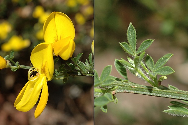 Saulnot (Doubs), 16 avril 2007