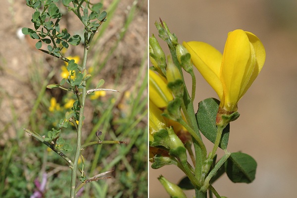 Cavalaire (Var), 29 avril 2006