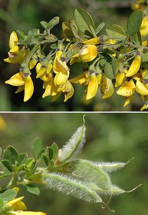 Cruciata (Corse), 15 avril 2005