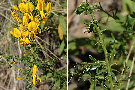 Cruciata (Corse), 14 avril 2005