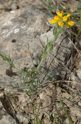 La Livini�re (H�rault), 26 avril 2006