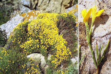 Cap Canaille (Bouches-du-Rhône), 09 juin 2004