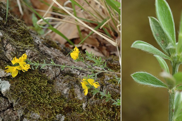 Sainte-Beaume (Var), 27 avril 2006