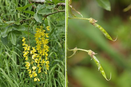 Col de la Faucille (Ain), 1 juillet 2007