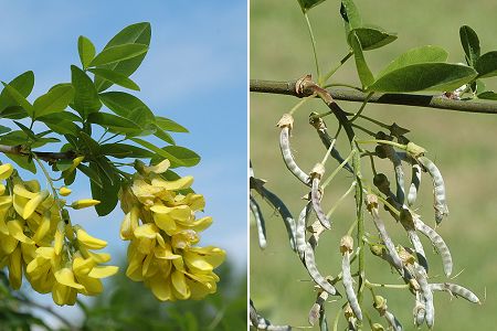 Pont-de-Roide, Les Roches (Doubs), 5 juin 2006