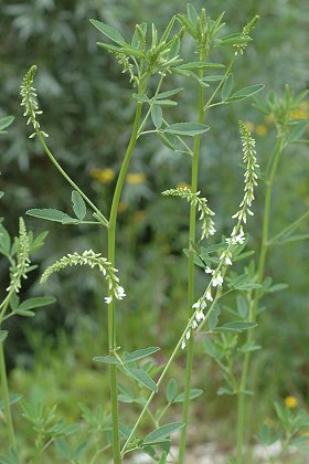 Vermondans (Doubs), 9 juin 2007
