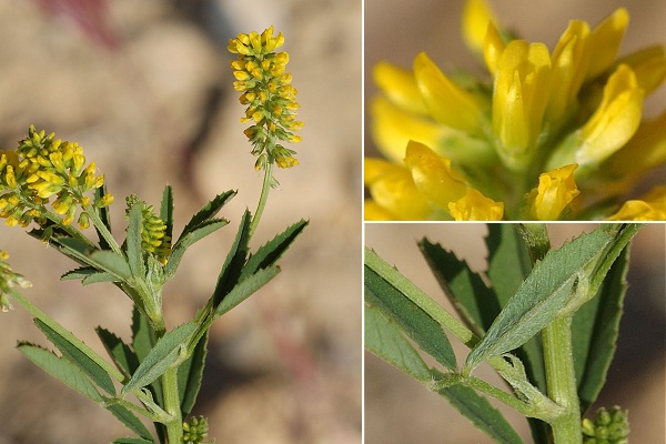 Le Rove (Bouches-du-Rh�ne), 27 avril 2007