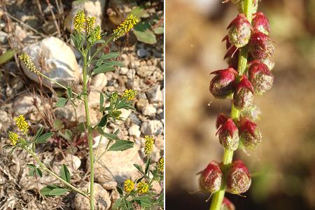 Le Rove (Bouches-du-Rhône), 27 avriil 2007 / Pointe d'Arcey (Vendée), 5 juillet 2000