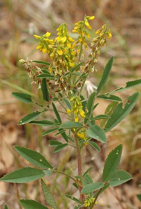 Espigoulier (Bouches-du-Rhône), 27 avril 2006