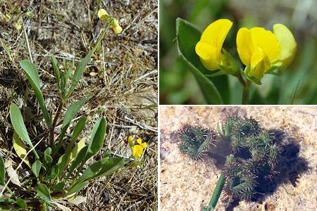 Porto-Vecchio (Corse), 24 avril 2003 / Tizzano (Corse), 30 avril 1995