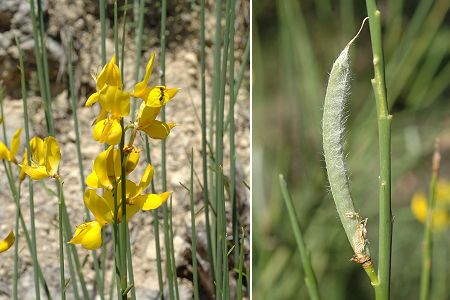 Dentellles de Montmirail (Vaucluse), 22 juin 2010