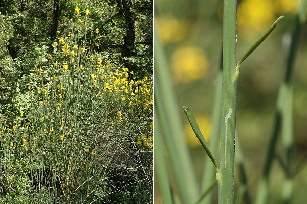 Dentellles de Montmirail (Vaucluse), 22 juin 2010