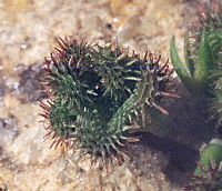 Chenillette épineuse