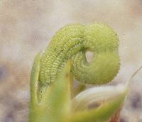 Chenillette à une fleur