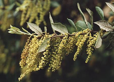 Alpilles (Bouches-du-Rh�ne), 27 avril 1993
