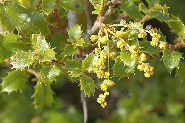Le Rove (Bouches-du-Rh�ne), 29 avril 2007