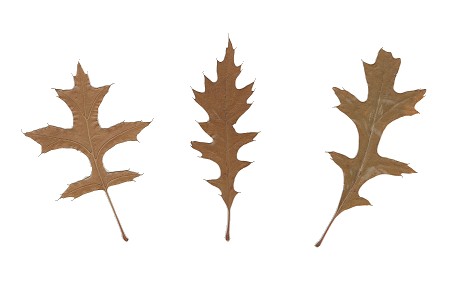 Vienne (Drôme), 25 octobre 1992