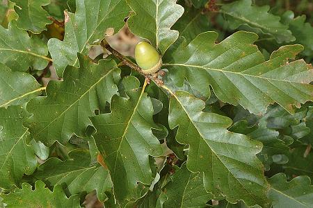 Montenois (Doubs), 25 septembre 2004
