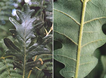 Pouillon (Landes), 31 juillet 2002