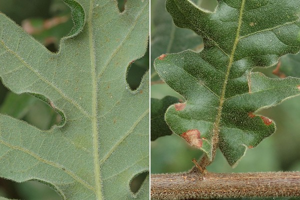Saint-Paul-l�s-Dax (Landes), 17 juillet 2008