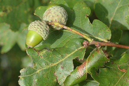 Onans (Doubs), 15 ao�t 2006