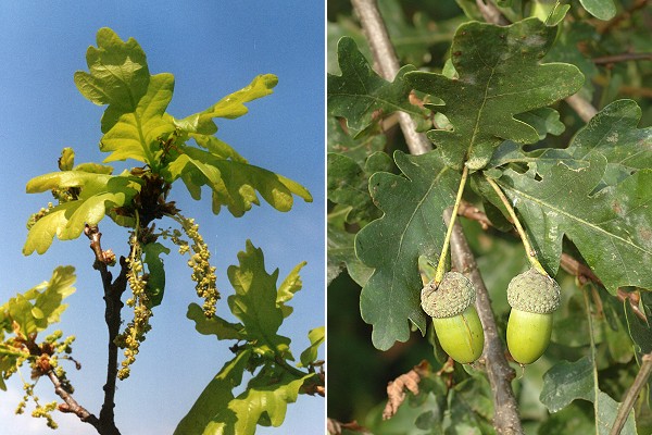 Onans (Doubs), avril 1997 / Saulnot (Haute-Sa�ne), 10 septembre 2006