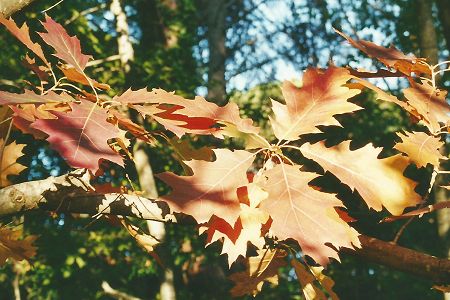 Pont du Gard (Gard), 3 novembre 2001