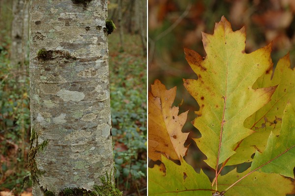 Villersexel (Haute-Saône), 5 novembre 2013