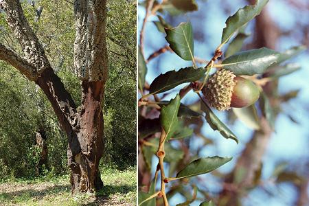 La M�le (Var), 29 avril 2006 / Corse 31 octobre 1990