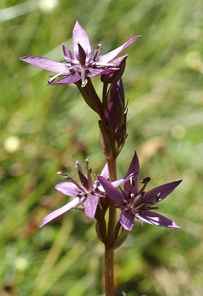 Etang de la Fr�che (Haute-Garonne), 13 ao�t 2009