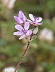 Erodium � feuilles de cigu�