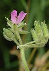 Erodium musqu�